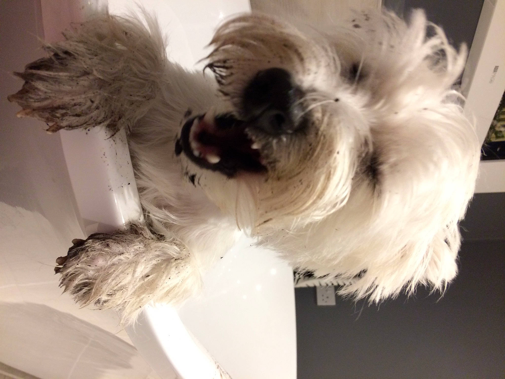 Skye joined the competition — help win amazing prizes! carnivore, companion_dog, dog, dog_breed, fashion_accessory, feather, fur, hair, headpiece, monochrome, monochrome_photography, paw, petal, small_terrier, sporting_group, tail, terrier, toy_dog, whiskers, wing