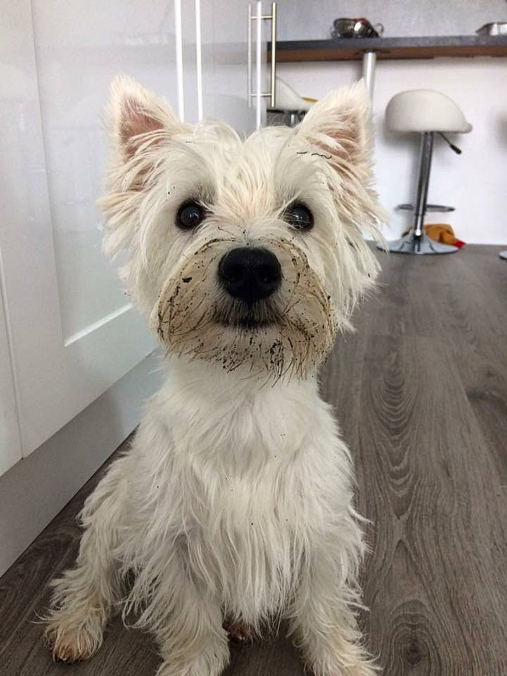 Skye is registered to the contest to win money with this photo: biewer_terrier, canidae, carnivore, collar, companion_dog, dog, dog_breed, dog_supply, flooring, fur, lamp, light_fixture, non_sporting_group, small_terrier, snout, sporting_group, terrestrial_animal, terrier, toy_dog, working_animal