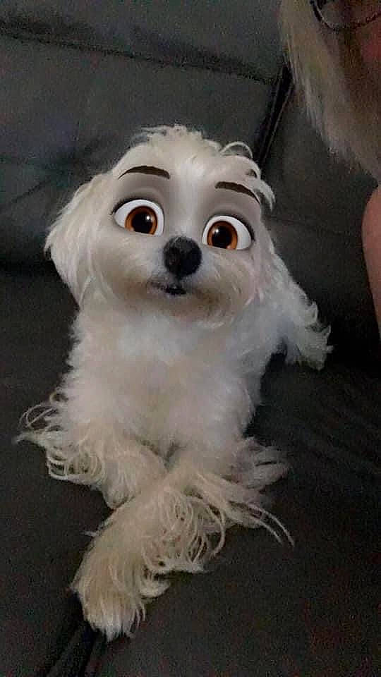 Skye is registered to the contest to win money with this photo: canidae, carnivore, companion_dog, dog, dog_breed, eyelash, eyewear, fawn, fur, iris, non_sporting_group, snout, sporting_group, toy, toy_dog, whiskers, working_animal