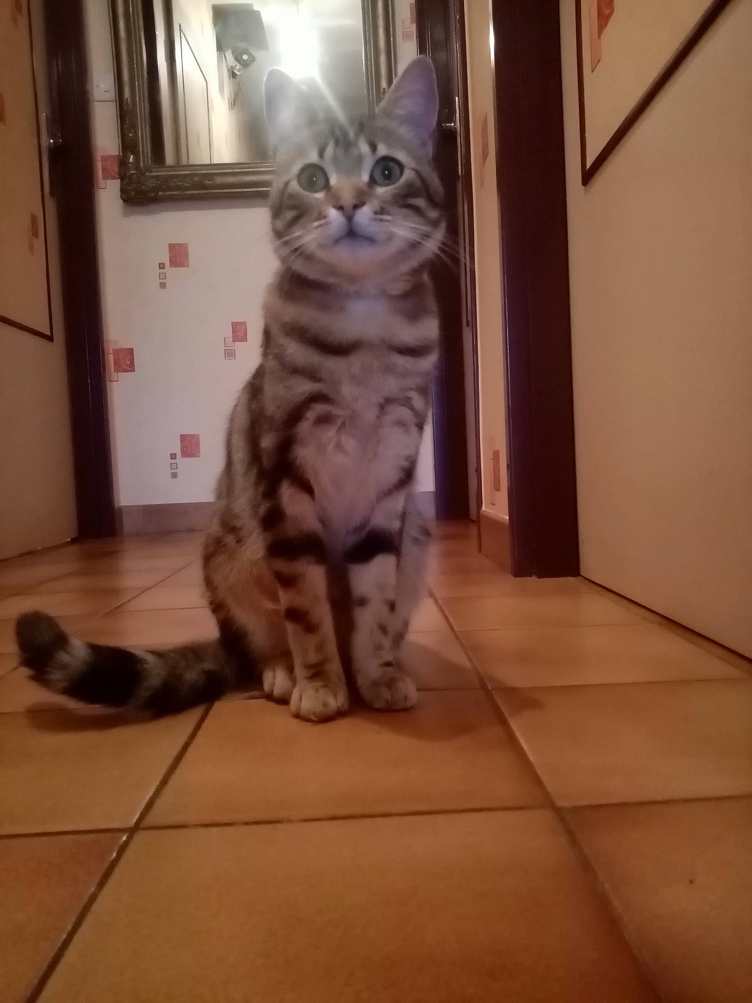 Rocky participe au concours pour gagner de l'argent avec cette photo : carnivore, cat, domestic_short_haired_cat, door, felidae, floor, flooring, fur, grey, hardwood, human_leg, laminate_flooring, leg, paw, small_to_medium_sized_cats, snout, tail, terrestrial_animal, whiskers, wood