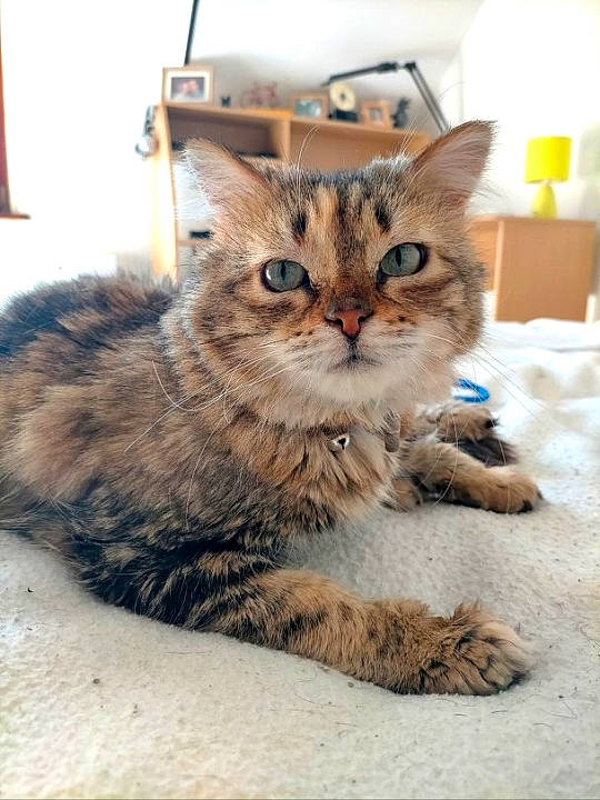 Callie a rejoint le concours — aidez-le/la à gagner de superbes lots ! carnivore, cat, claw, domestic_short_haired_cat, fawn, felidae, flooring, fur, paw, sitting, small_to_medium_sized_cats, snout, tail, terrestrial_animal, whiskers, window, wood