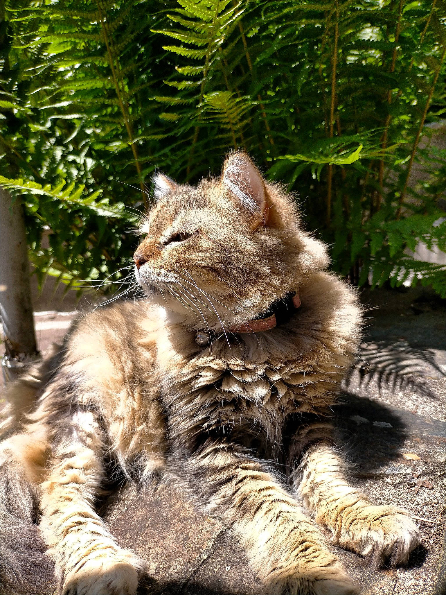 Callie participe au concours pour gagner de l'argent avec cette photo : carnivore, cat, claw, conifer, domestic_short_haired_cat, fawn, felidae, fur, grass, paw, plant, small_to_medium_sized_cats, snout, tail, terrestrial_animal, tree, trunk, whiskers, wildlife, wood