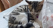 Mina a rejoint le concours — aidez-le/la à gagner de superbes lots ! animal, cat, chair, collar, cozy, curled_up, ears, fabric, indoor, kitchen, kitten, mesh, paws, pet, sleeping, striped_fur, tabby, table, tail, whiskers