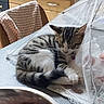 animal, cat, chair, collar, cozy, curled_up, ears, fabric, indoor, kitchen, kitten, mesh, paws, pet, sleeping, striped_fur, tabby, table, tail, whiskers