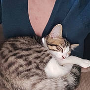 Mina participe au concours pour gagner de l'argent avec cette photo : animal, cat, close_up, clothing, collar, cozy, curled_up, human, indoors, kitten, nap, pet, portrait, relaxed, sleeping, stretched_paw, striped_fur, tabby, white_fur, wooden_floor