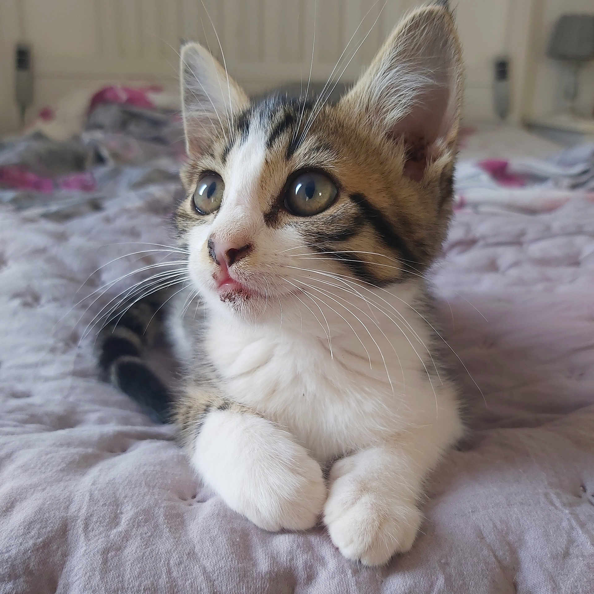 Mina a rejoint le concours — aidez-le/la à gagner de superbes lots ! animal, bed, bedroom, blanket, calico, cat, close_up, cute, ears, eyes, feline, indoors, kitten, pet, portrait, sitting, tabby, tricolor, whiskers, white_paws