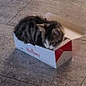 Mina participe au concours pour gagner de l'argent avec cette photo : animal, box, cardboard_box, cat, curious, curled_up, cute, feline, fur, green_eyes, home, indoors, kitten, marlboro, packaging, pet, sitting, striped_fur, tabby, tile_floor