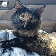 Sis joined the competition — help win amazing prizes! animal, blanket, car_interior, cat, closeup, cozy, ears, feline, fur, green_eyes, indoor, pet, portrait, relaxed, seat, soft_texture, sunlight, tortoiseshell_cat, whiskers, window