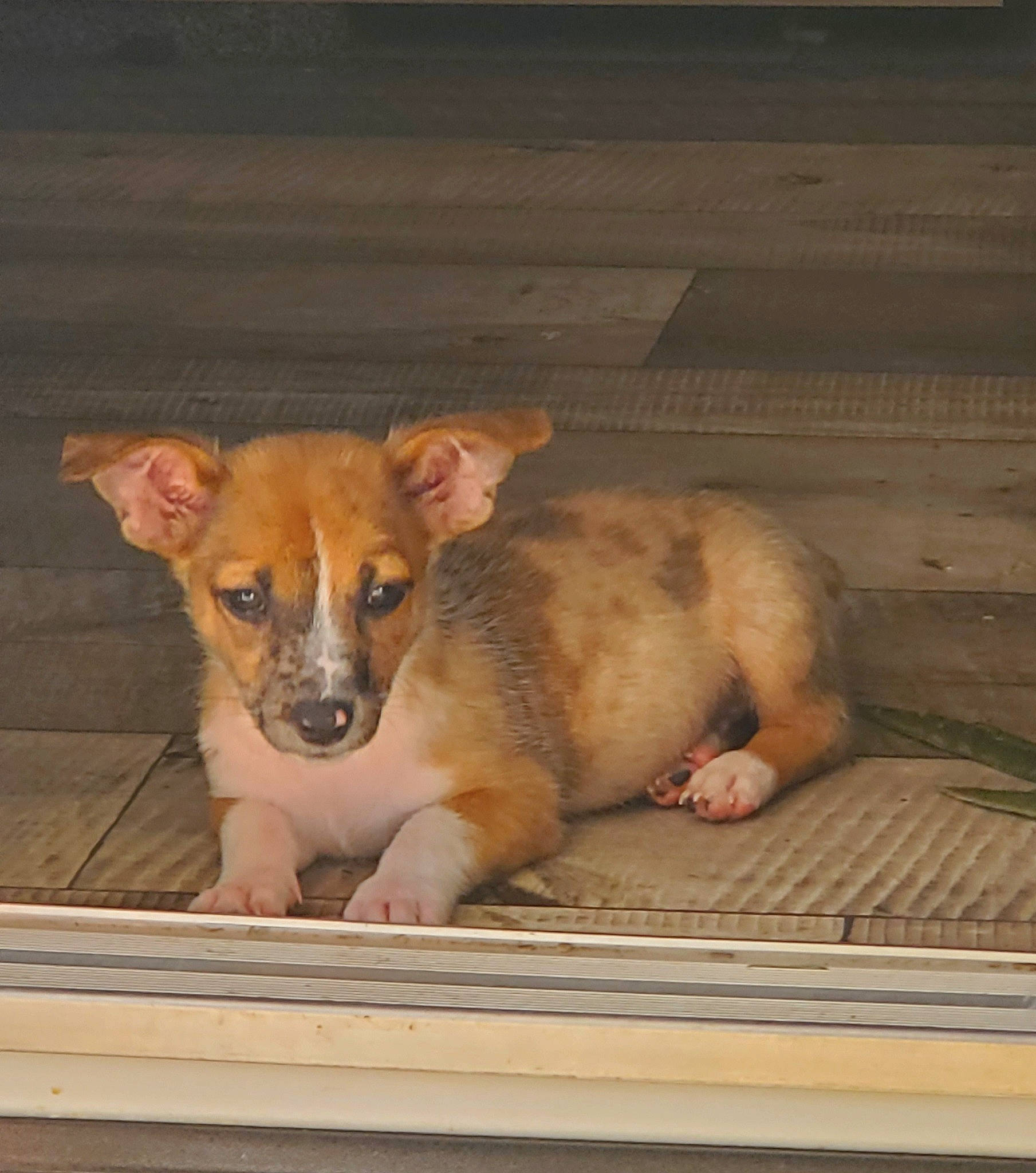 Beckett is registered to the contest to win money with this photo: animal_shelter, canidae, carnivore, chihuahua, companion_dog, dog, dog_breed, fawn, flooring, fur, paw, pet_supply, puppy, snout, sporting_group, terrestrial_animal, toy_dog, whiskers, wood, working_animal