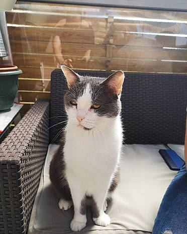 Prince a rejoint le concours — aidez-le/la à gagner de superbes lots ! aegean_cat, american_wirehair, carnivore, cat, domestic_short_haired_cat, european_shorthair, felidae, kitten, polydactyl_cat, small_to_medium_sized_cats, whiskers