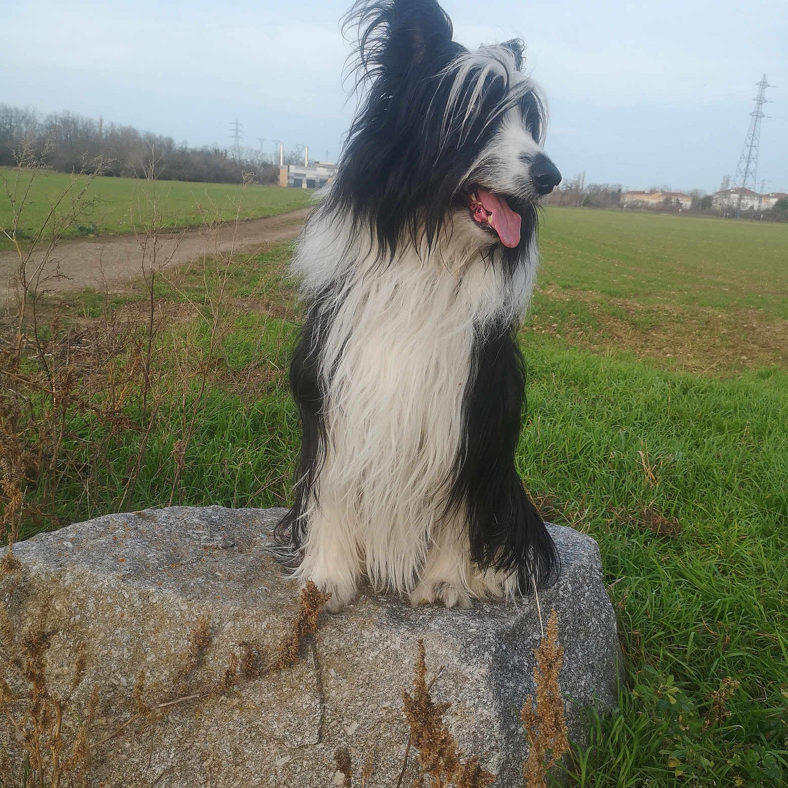 Olaf participe au concours pour gagner de l'argent avec cette photo : animal, canine, cockerspaniel, collie, countryside, dog, field, grass, grassland, hound, lawn, nature, outdoors, papillon, pet, plant, puppy, slate, straw, terrier