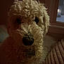 dog, poodle, doodle, curly_fur, nose, eyes, pet, indoor, low_light, close_up, portrait, collar, tag, fluffy, cozy, bed, window, mammal, face, home