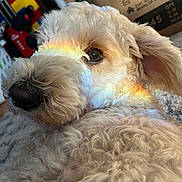 Nala is registered to the contest to win money with this photo: dog, doodle, curly_fur, close_up, portrait, indoor, rainbow_light, eye, nose, fur, whiskers, cardboard_box, carpet, cozy, lounging, cute, brown_eye, soft_texture, pet, looking_back