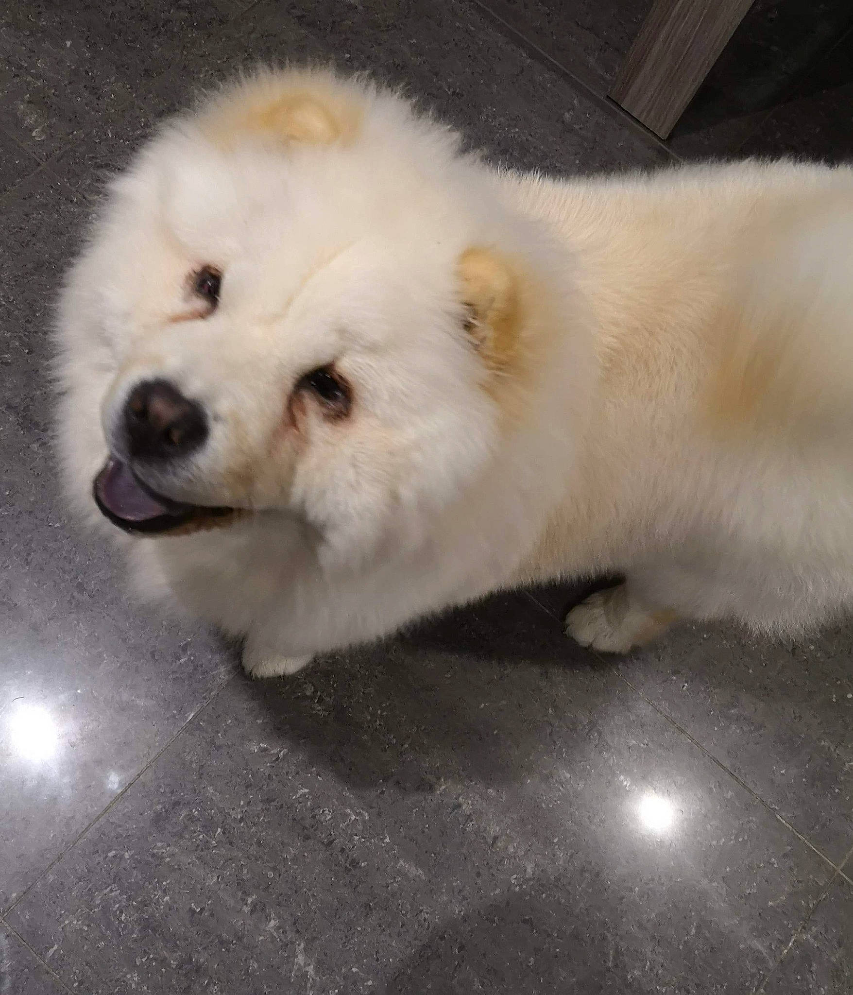 Noucky a rejoint le concours — aidez-le/la à gagner de superbes lots ! ancient_dog_breeds, canidae, carnivore, chow_chow, companion_dog, dog, dog_breed, german_spitz, japanese_spitz, mammal, non_sporting_group, nose, pomeranian, puppy, rare_breed_dog, samoyed, snout, spitz, vertebrate, volpino_italiano