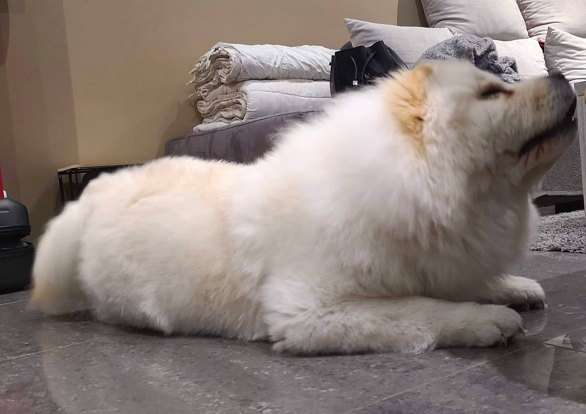 Noucky participe au concours pour gagner de l'argent avec cette photo : ancient_dog_breeds, canidae, carnivore, companion_dog, dog, dog_breed, fawn, fur, german_spitz_mittel, japanese_spitz, mammal, non_sporting_group, pomeranian, samoyed, spitz, vertebrate, volpino_italiano