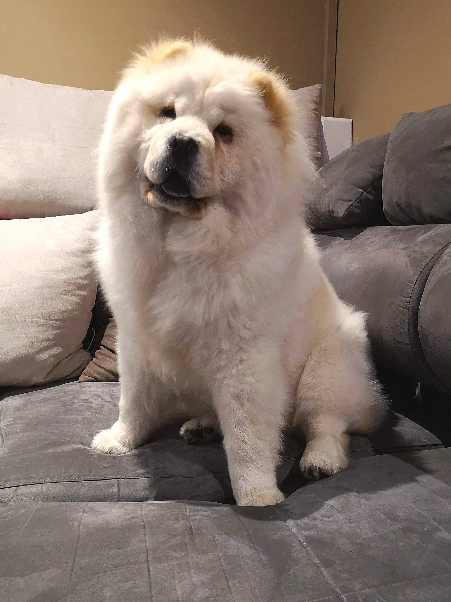 Noucky participe au concours pour gagner de l'argent avec cette photo : ancient_dog_breeds, canidae, carnivore, chow_chow, companion_dog, dog, dog_breed, fawn, fur, kintamani, mammal, non_sporting_group, rare_breed_dog, snout, sporting_group, vertebrate