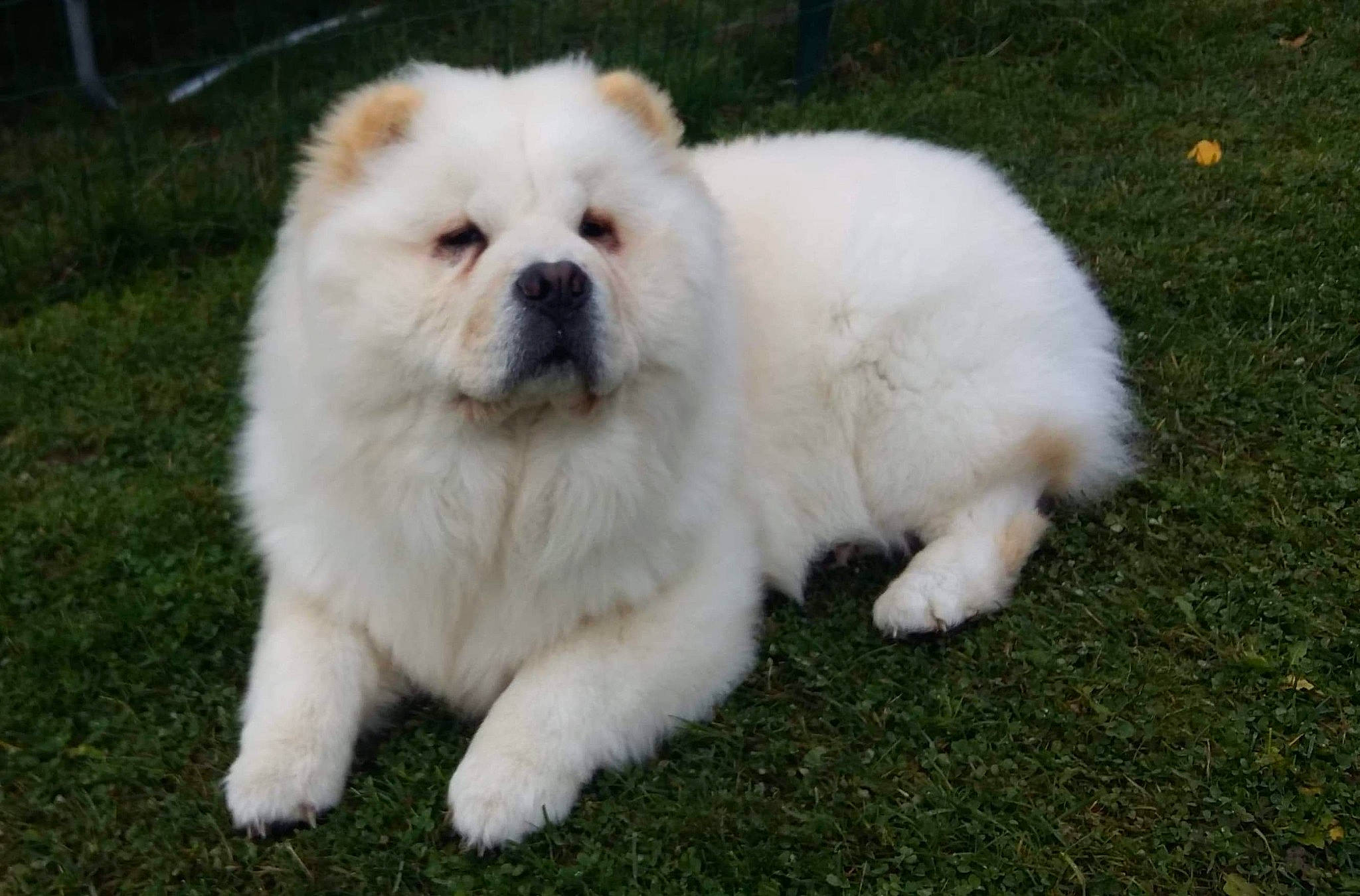 Noucky a rejoint le concours — aidez-le/la à gagner de superbes lots ! ancient_dog_breeds, canidae, carnivore, caucasian_shepherd_dog, chow_chow, companion_dog, dog, dog_breed, fawn, great_pyrenees, mammal, non_sporting_group, puppy, rare_breed_dog, snout, sporting_group, vertebrate