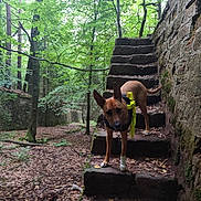Ohana participe au concours pour gagner de l'argent avec cette photo : adventure, animal, bandana, canine, curious, daylight, dog, exploration, forest, greenery, leaves, moss, nature, outdoor, pathway, pet, stone_steps, trees, walking, woodland