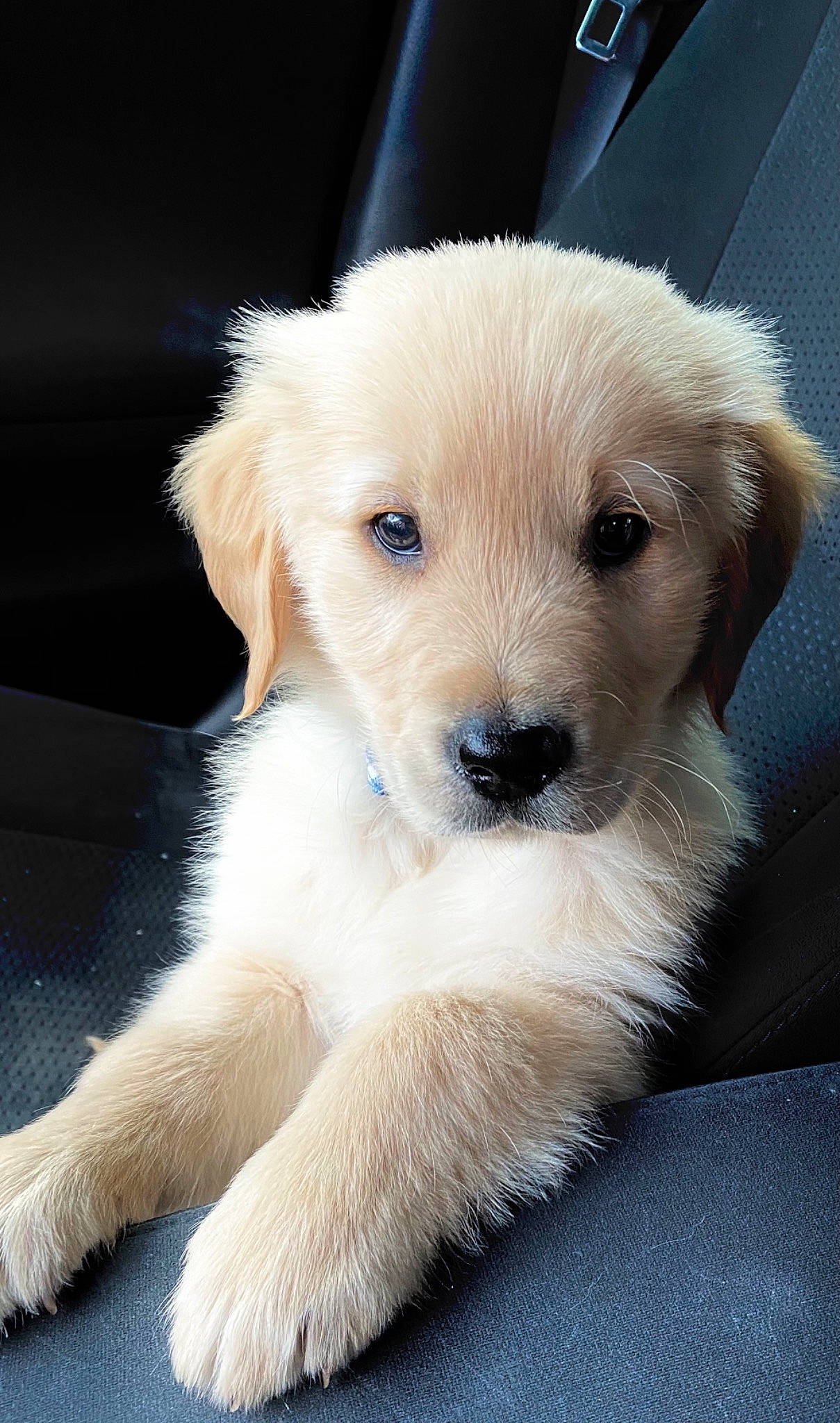 Koby joined the competition — help win amazing prizes! beige, blond, canidae, carnivore, companion_dog, dog, dog_breed, fawn, fur, iris, non_sporting_group, puppy, skin, snout, sporting_group, whiskers, working_animal, working_dog