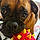 Baxter