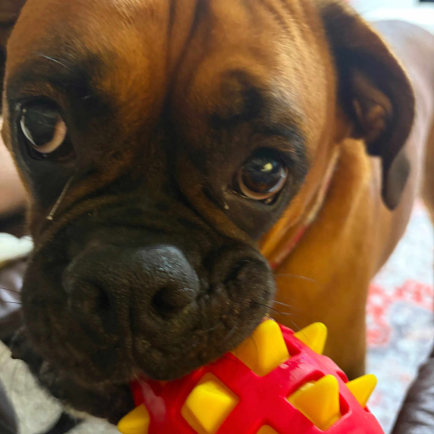 Baxter