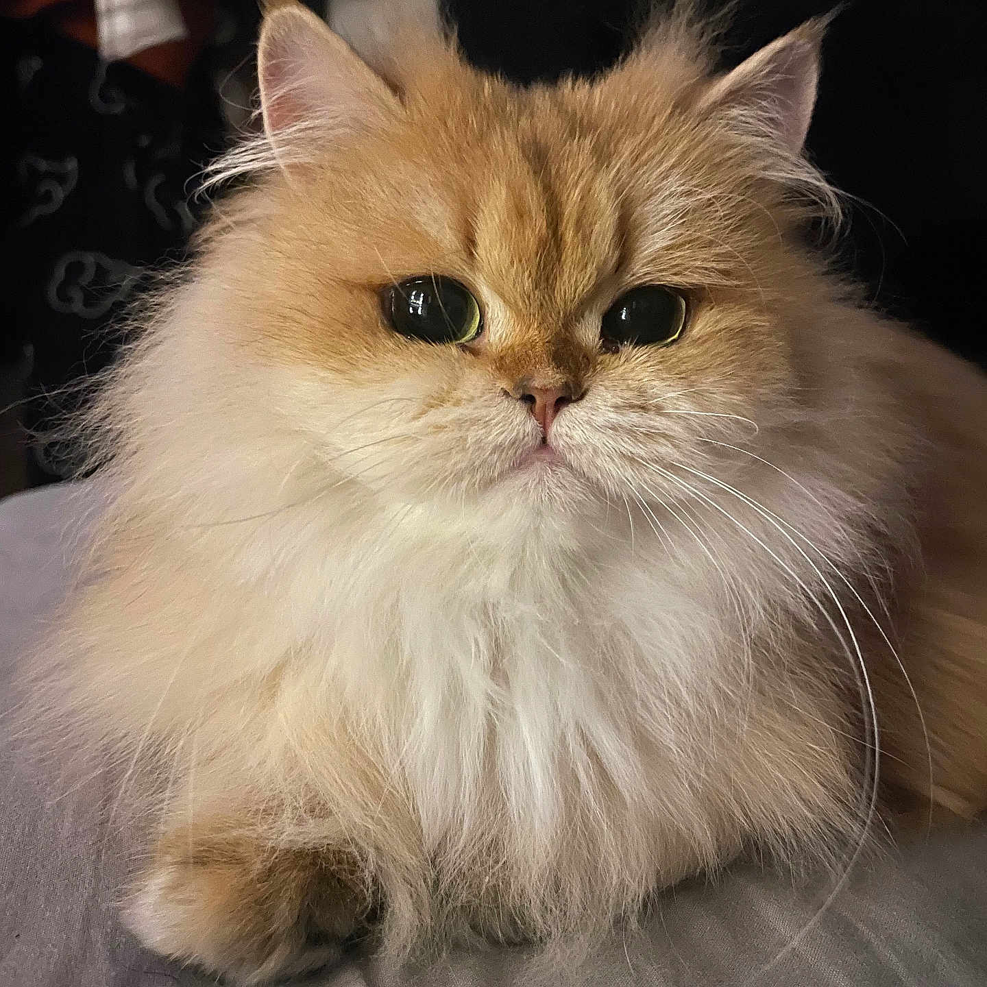 Wiola a rejoint le concours — aidez-le/la à gagner de superbes lots ! abyssinian, angora, animal, cat, hardwood, kitten, manx, person, pet, siamese, snout, wood