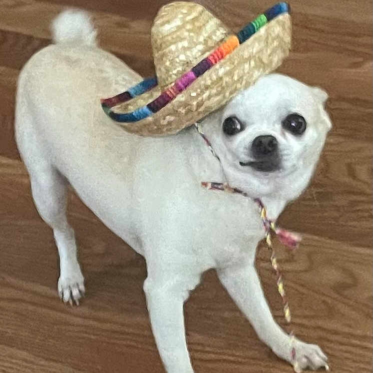 Chip