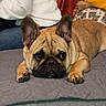 french_bulldog, dog, pet, lying_down, ears_up, indoors, quilted_surface, cozy, person, white_sweater, pillow, orange_blanket, gray, brown_fur, animal, cute, companion, resting, home, portrait