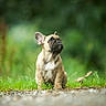Aston a rejoint le concours — aidez-le/la à gagner de superbes lots ! dog, puppy, french_bulldog, grass, outdoor, nature, greenery, animal, pet, cute, sitting, looking_up, young, canine, fur, ears, path, adorable, mammal, portrait