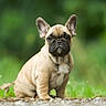 dog, puppy, french_bulldog, animal, pet, ears, wrinkles, outdoor, grass, nature, cute, sitting, young, mammal, fur, portrait, ground, closeup, adorable, canine
