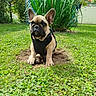 Aston a rejoint le concours — aidez-le/la à gagner de superbes lots ! dog, puppy, french_bulldog, grass, outdoor, garden, leaves, plants, greenery, pet, animal, small_dog, young_dog, harness, nature, cute, sitting, backyard, daytime, sunlight