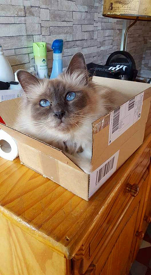 Angie participe au concours pour gagner de l'argent avec cette photo : bag, balinese, birman, box, carnivore, carton, cat, fawn, felidae, hardwood, luggage_and_bags, package_delivery, packaging_and_labeling, packing_materials, shipping_box, siamese, small_to_medium_sized_cats, thai, whiskers, wood