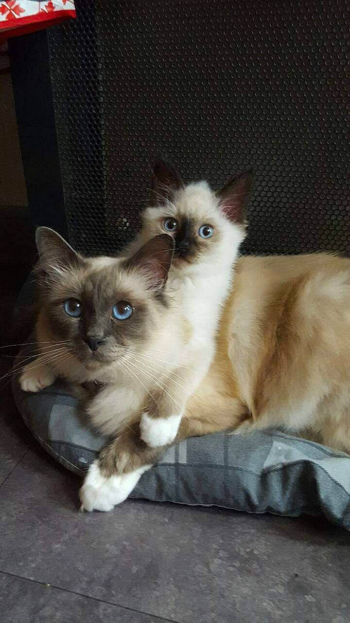 Angie participe au concours pour gagner de l'argent avec cette photo : balinese, birman, carnivore, cat, claw, curious, fawn, felidae, fur, paw, pet_supply, ragdoll, siamese, small_to_medium_sized_cats, snout, tail, terrestrial_animal, thai, tonkinese, whiskers