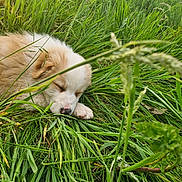 Baïa participe au concours pour gagner de l'argent avec cette photo : puppy, sleeping, grass, greenery, nature, outdoor, fur, animal, young_dog, peaceful, meadow, closeup, cute, resting, canine, adorable, pet, field, natural, soft