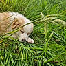 puppy, sleeping, grass, greenery, nature, outdoor, fur, animal, young_dog, peaceful, meadow, closeup, cute, resting, canine, adorable, pet, field, natural, soft