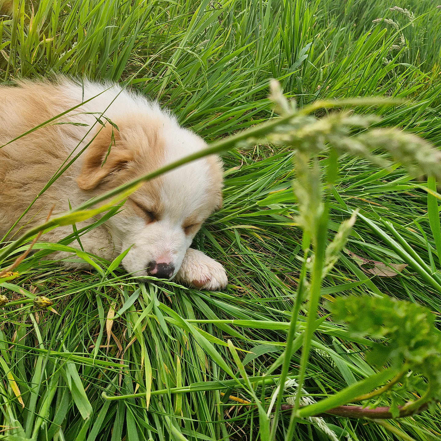 Baïa participe au concours pour gagner de l'argent avec cette photo : puppy, sleeping, grass, greenery, nature, outdoor, fur, animal, young_dog, peaceful, meadow, closeup, cute, resting, canine, adorable, pet, field, natural, soft