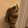 Big Cat joined the competition — help win amazing prizes! cat, tabby, pet, animal, indoor, curious, door, carpet, feline, looking, brown, striped, domestic, ears, whiskers, floor, sitting, cute, closeup, home