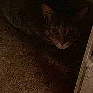 Big Cat is registered to the contest to win money with this photo: cat, animal, pet, indoor, shadow, dark, fur, ears, eyes, carpet, floor, furniture, corner, quiet, hidden, cautious, mystery, brown, tabby