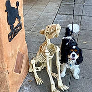 Jace joined the competition — help win amazing prizes! animal, artificial, black_and_white_dog, bones, canine, contrast, curious, decoration, dog, dog_skeleton, funny, leash, outdoor, pavement, pet, sidewalk, stucco_wall, tiled_floor, walking, welcome_sign