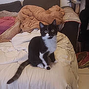 Goldy participe au concours pour gagner de l'argent avec cette photo : animal, bed, black_and_white, blanket, cat, couch, cozy, curious, cute, domestic, fur, furniture, indoor, kitten, looking, pet, sitting, tail, whiskers, young