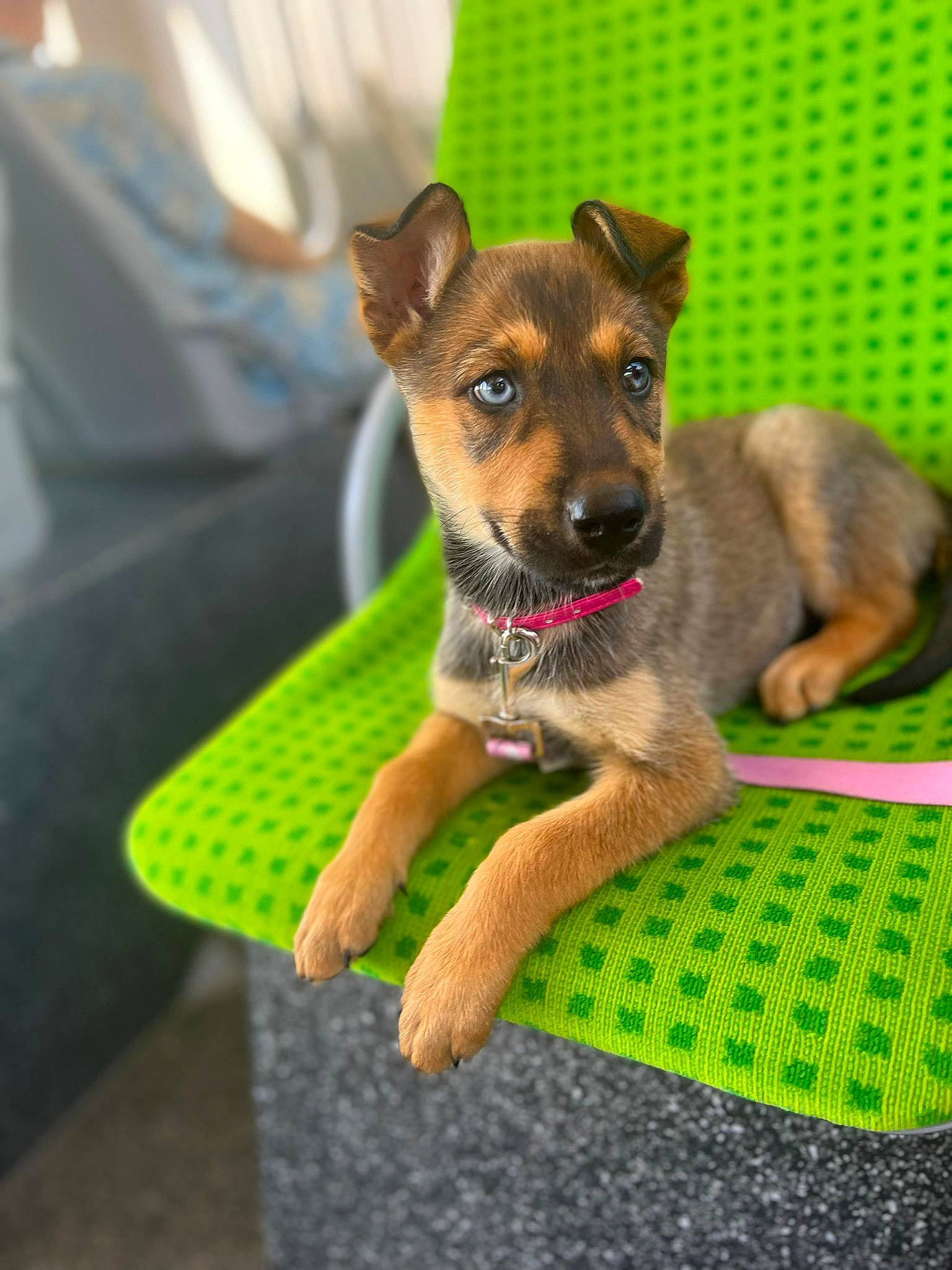 Any a rejoint le concours — aidez-le/la à gagner de superbes lots ! canidae, carnivore, collar, companion_dog, dog, dog_breed, dog_collar, dog_supply, dog_toy, fawn, flooring, grass, paw, pet_supply, snout, sporting_group, terrestrial_animal, whiskers, working_animal, working_dog