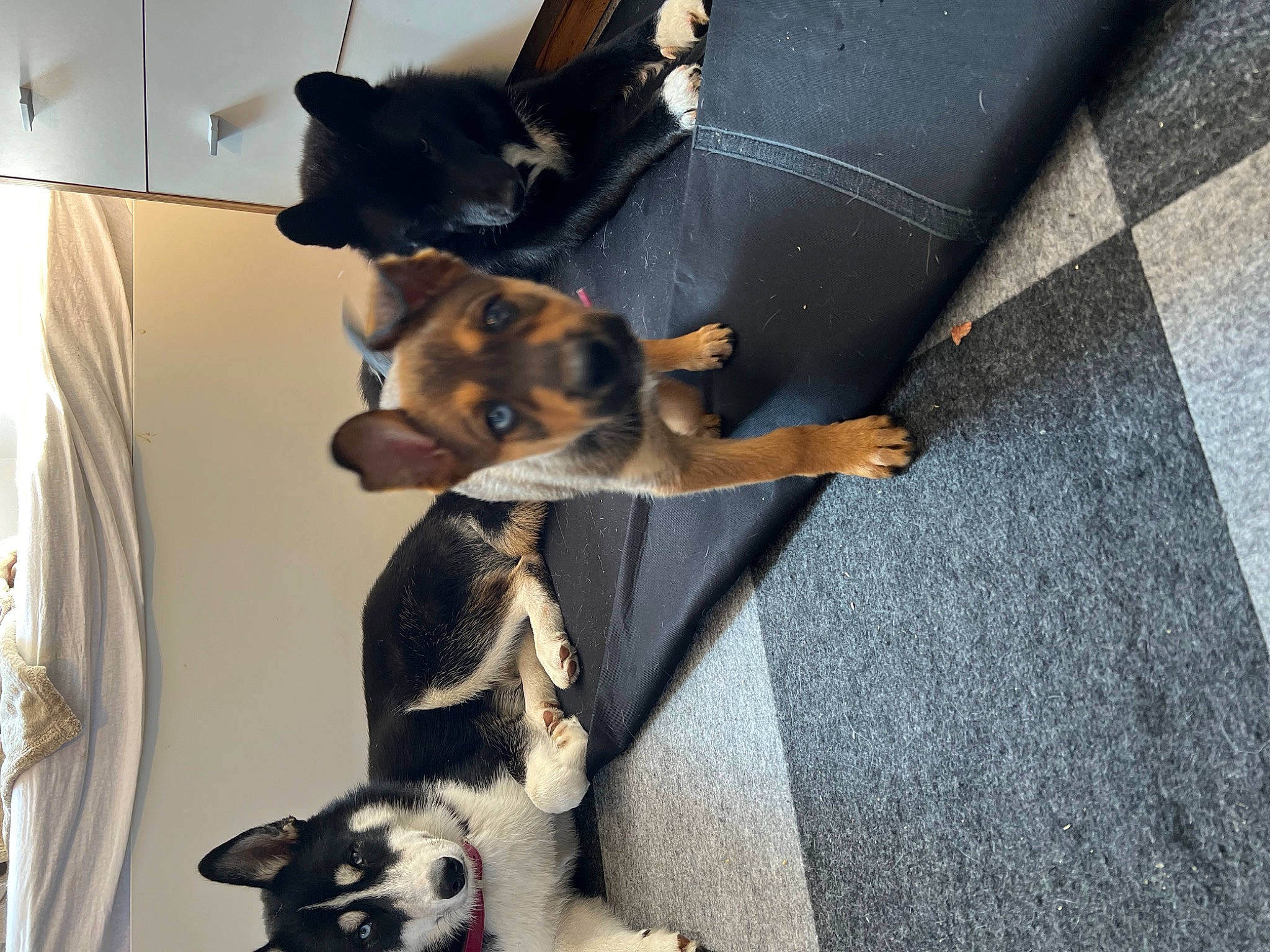 Lotus a rejoint le concours — aidez-le/la à gagner de superbes lots ! canidae, carnivore, cat, collar, comfort, companion_dog, curtain, dog, dog_breed, fawn, fur, guard_dog, mammal, pet_supply, snout, sporting_group, tail, whiskers, working_animal, working_dog