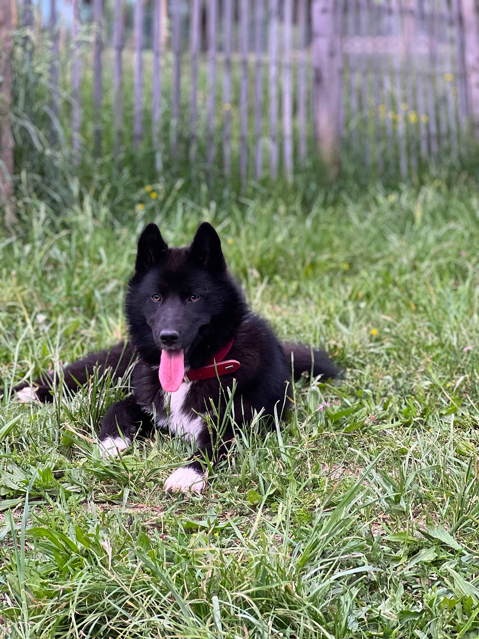 Lotus a rejoint le concours — aidez-le/la à gagner de superbes lots ! canidae, carmine, carnivore, companion_dog, dog, dog_breed, fence, grass, groundcover, herbaceous_plant, home_fencing, magenta, mesh, non_sporting_group, plant, snout, sporting_group, terrestrial_animal, working_dog