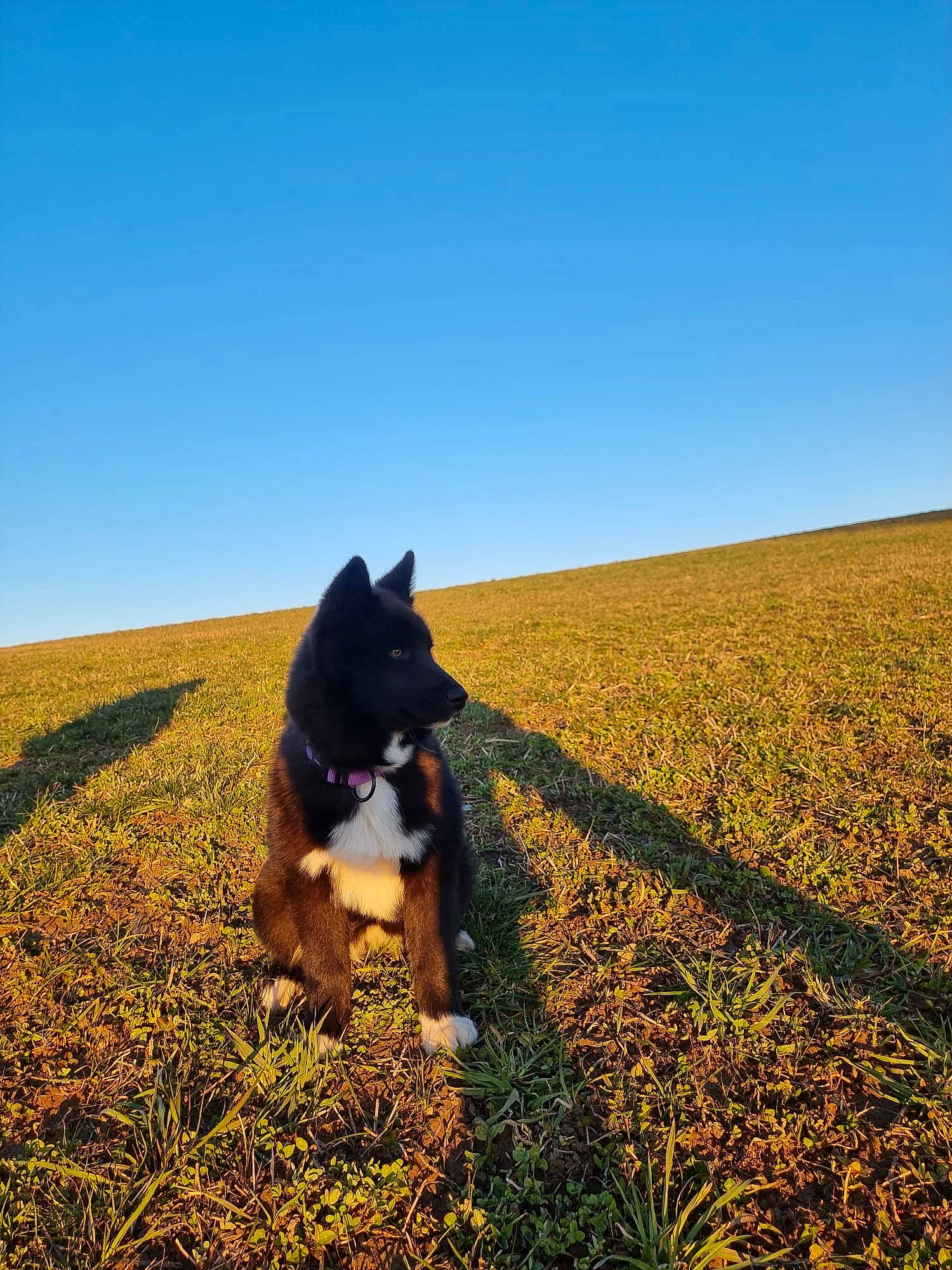 Lotus a rejoint le concours — aidez-le/la à gagner de superbes lots ! agriculture, carnivore, companion_dog, dog, dog_breed, fawn, field, grass, grassland, happy, landscape, meadow, natural_landscape, pasture, people_in_nature, plain, plant, prairie, sky, soil