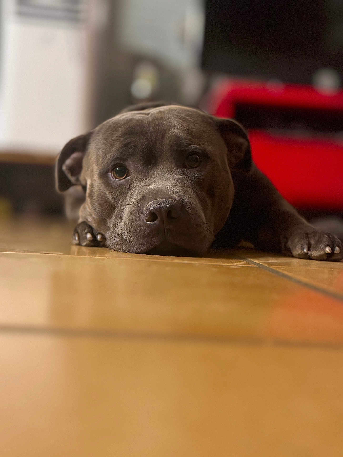 Vegeta participe au concours pour gagner de l'argent avec cette photo : dog, pet, indoor, floor, brown, tile, lying_down, close_up, face, ears, nails, animal, canine, expression, portrait, background_blur, looking_at_camera, domestic, calm, resting
