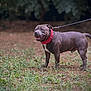 dog, leash, collar, grass, outdoor, pet, canine, animal, nature, standing, alert, brown, red_collar, fur, muzzle, ears, tail, four_legs, happy, daylight