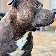 Vegeta participe au concours pour gagner de l'argent avec cette photo : dog, brindle, pet, animal, close_up, white_chest, canine, outdoor, portrait, fur, muzzle, ears, side_view, looking_away, background_blur, domestic_animal, companion, friendly, alert, calm