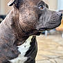 dog, brindle, pet, animal, close_up, white_chest, canine, outdoor, portrait, fur, muzzle, ears, side_view, looking_away, background_blur, domestic_animal, companion, friendly, alert, calm