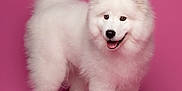 Mr. Darcy is registered to the contest to win money with this photo: animal, canine, companion, cute, dog, domestic_animal, fluffy, friendly, furry, happy, indoor, mammal, pet, pink_background, portrait, samoyed, smiling, standing, studio, white_fur
