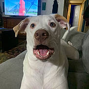 Milo is registered to the contest to win money with this photo: dog, white_dog, indoor, living_room, couch, pet, canine, happy, open_mouth, ears, fur, television, furniture, home_decor, carpet, wall_art, portrait, animal, domestic_animal, cute